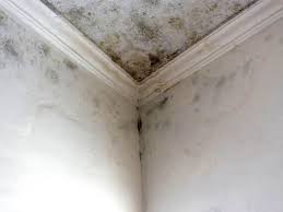 Why You Should Choose Our Mold Remediation Services in Cornell, WI