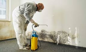 Best Mold Damage Restoration  in Cornell, WI