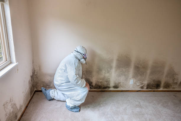 Best Attic Mold Removal  in Cornell, WI